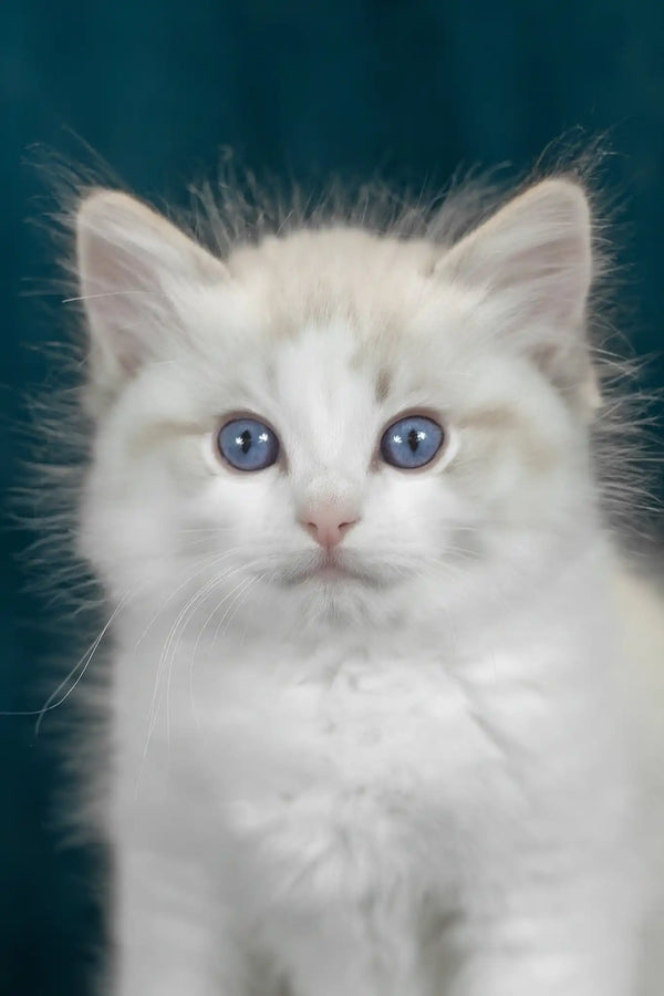 Vinnie | ragdoll kitten