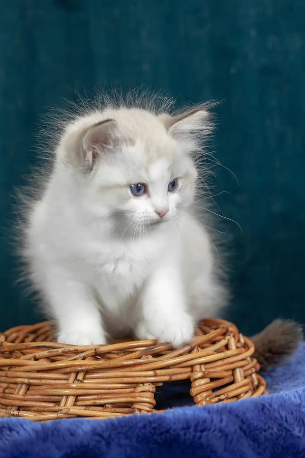 Vinnie | ragdoll kitten