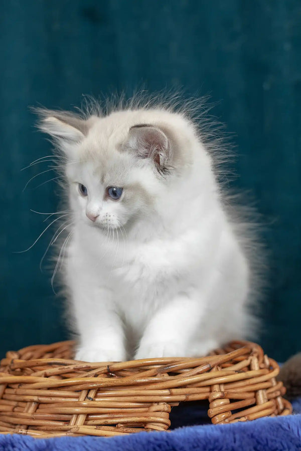 Vinnie | ragdoll kitten