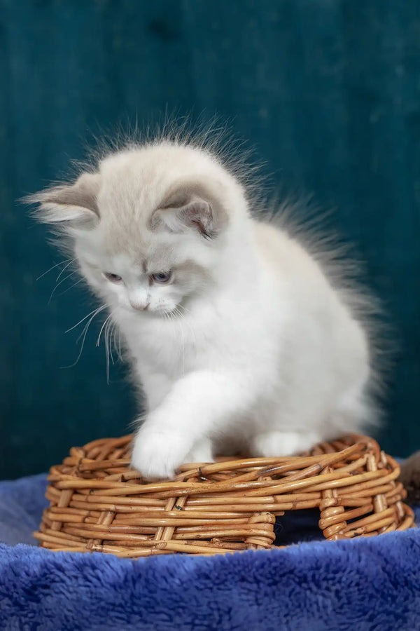 Vinnie | ragdoll kitten