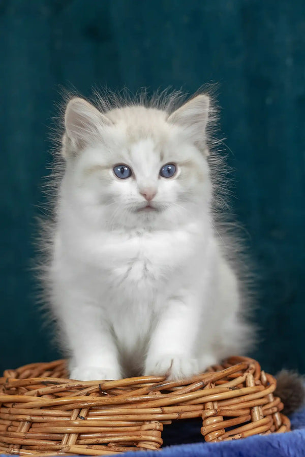 Vinnie | ragdoll kitten