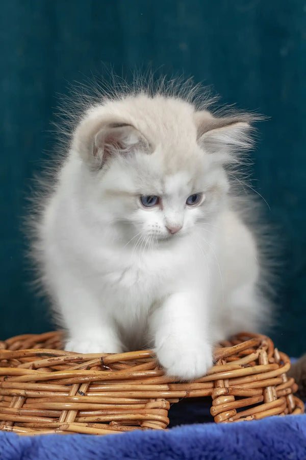 Vinnie | ragdoll kitten