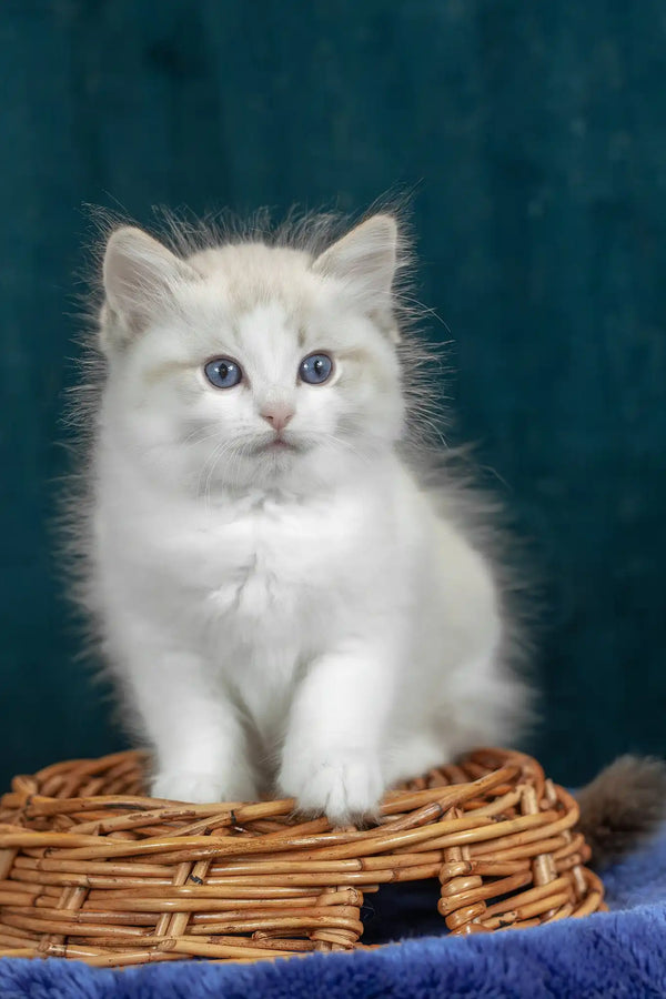 Vinnie | ragdoll kitten