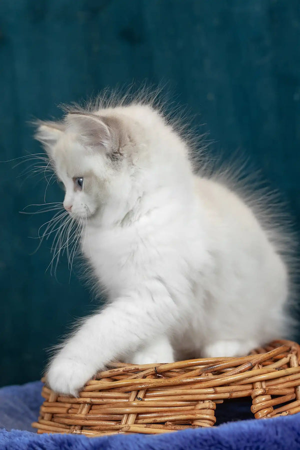 Vinnie | ragdoll kitten