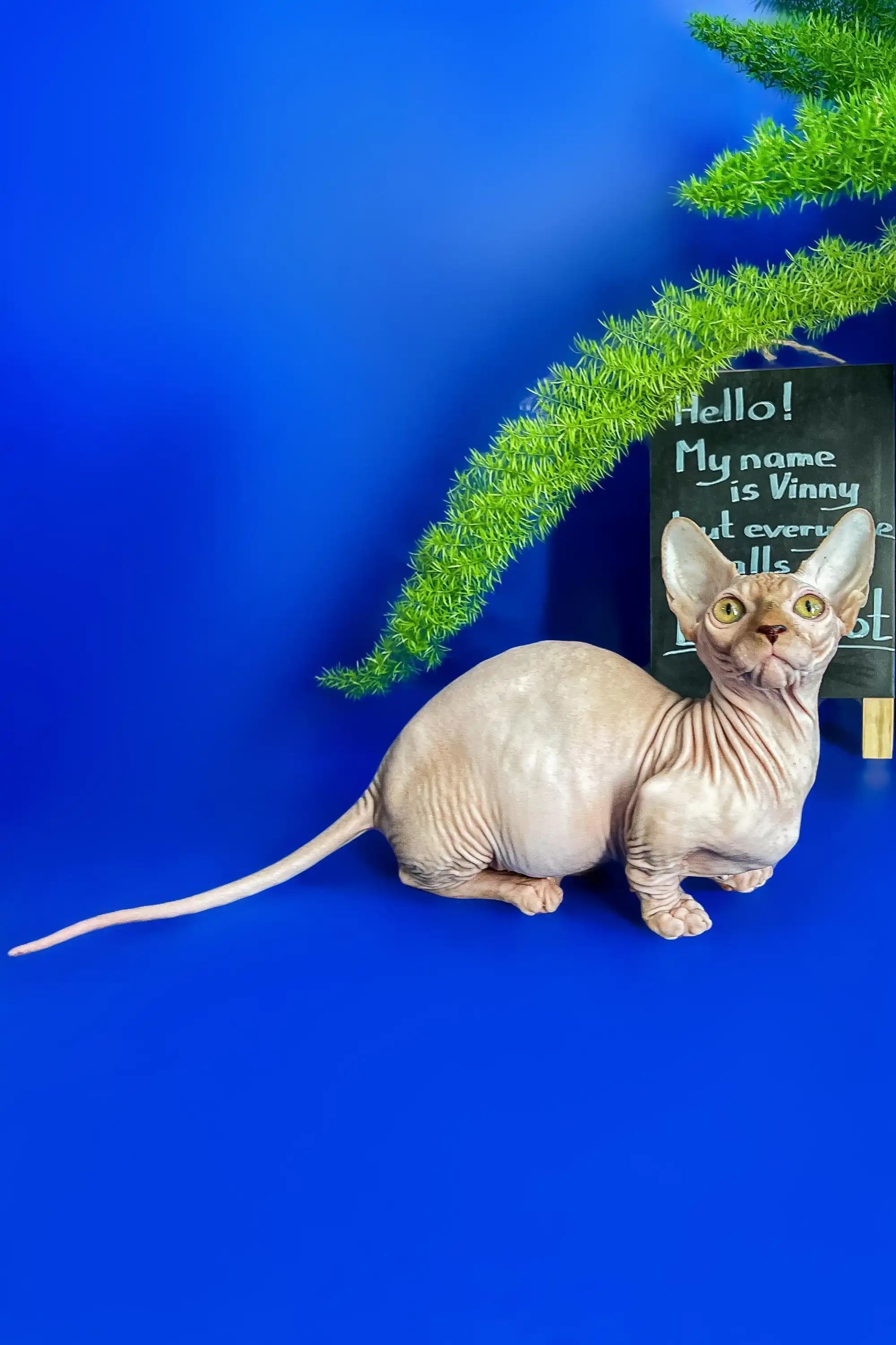 Hairless Sphynx Cats & Kittens for Sale Vinny | Bambino