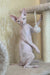 Vinny | canadian sphynx kitten