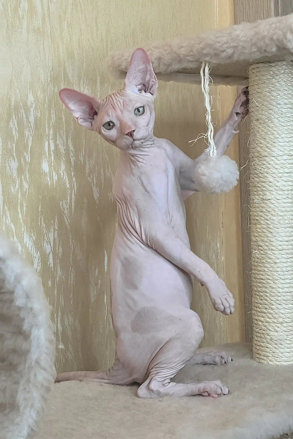 Vinny | canadian sphynx kitten