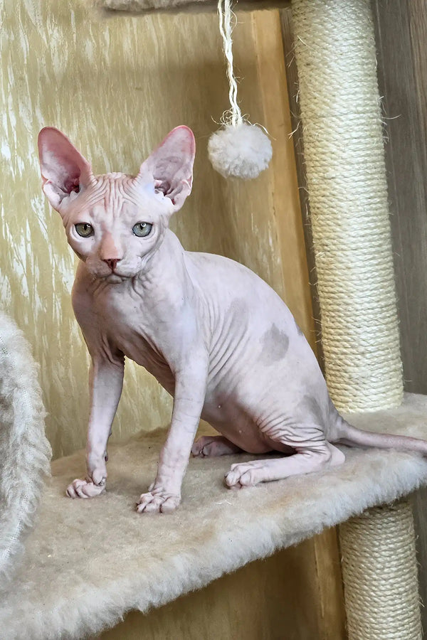 Vinny | canadian sphynx kitten