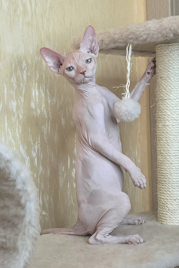 Vinny | canadian sphynx kitten