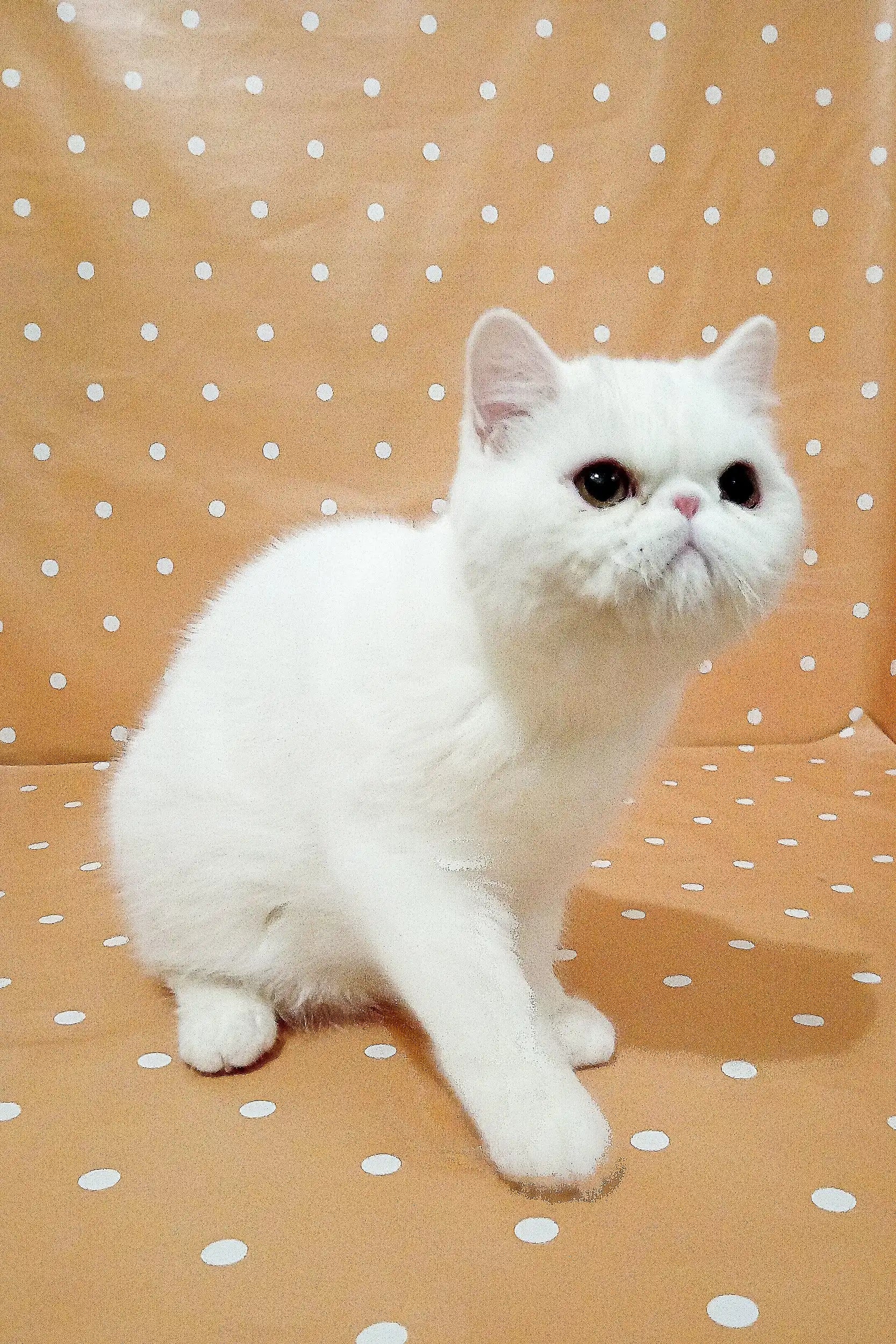 Exotic Shorthair Kittens For Sale Vinny | Kitten