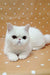 White Persian cat with round eyes, perfect for fans of Exotic Shorthair Kittens