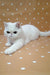 White Persian cat with a flat face lying down, perfect for an Exotic Shorthair Kitten