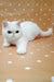 White Persian cat with a grumpy face, perfect for your Exotic Shorthair Kitten collection