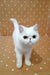 White Persian cat with a flat face and big eyes, perfect Exotic Shorthair Kitten