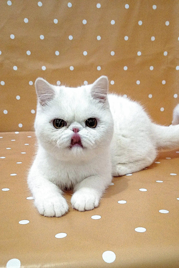 Adorable Exotic Shorthair Kitten Vinny with a flat face and pink nose lying down