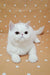 Adorable White Persian cat with flat face in Vinny, the Exotic Shorthair Kitten