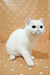 Adorable Exotic Shorthair Kitten Vinny with round eyes and a flat face