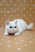 White Persian cat chillin’, perfect for showcasing the Exotic Shorthair Kitten vibe