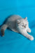 Vinona | siberian kitten