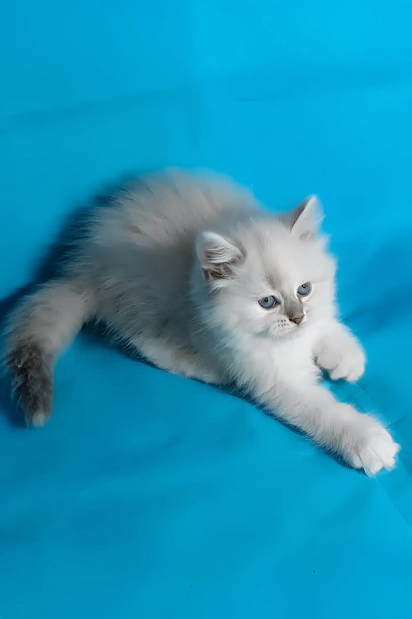 Vinona | siberian kitten