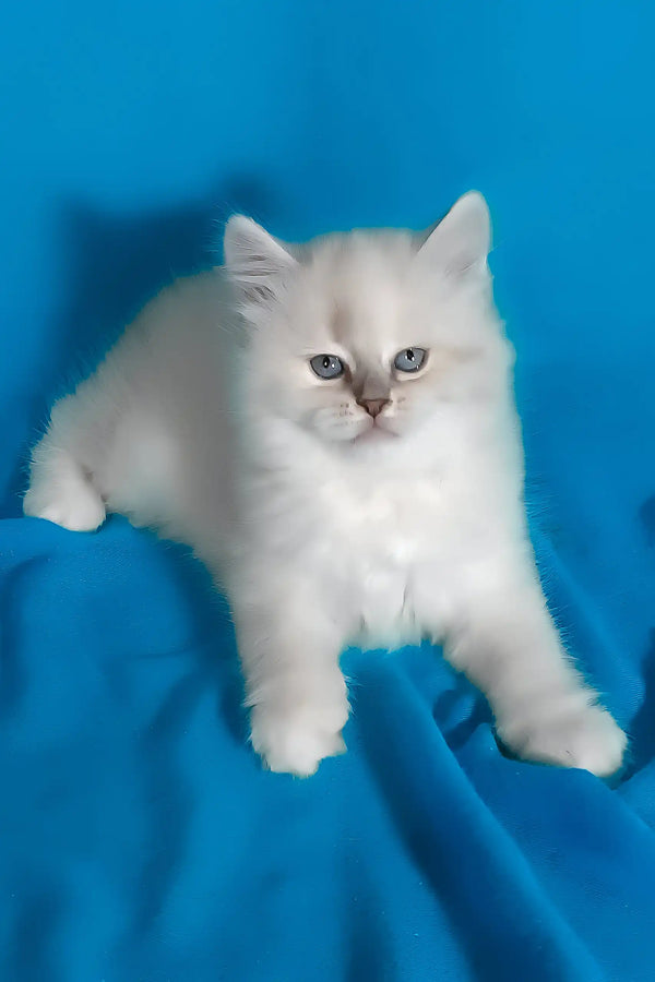 Vinona | siberian kitten