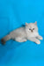Vinona | siberian kitten