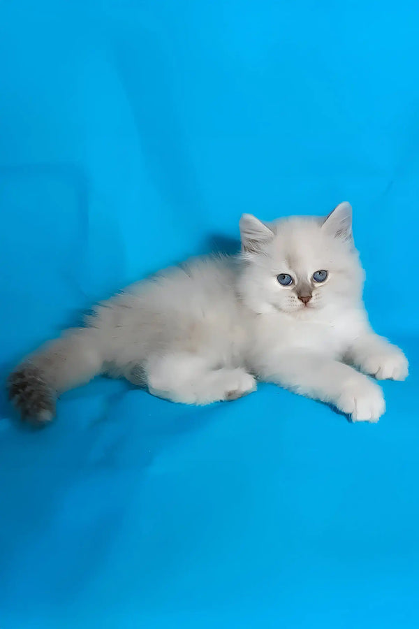 Vinona | siberian kitten