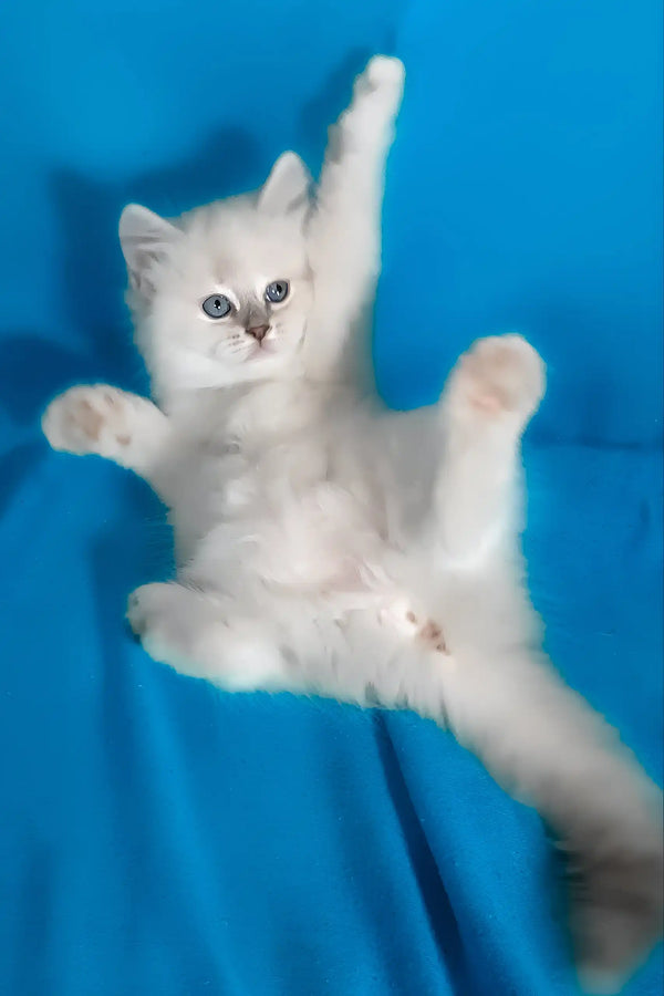 Vinona | siberian kitten