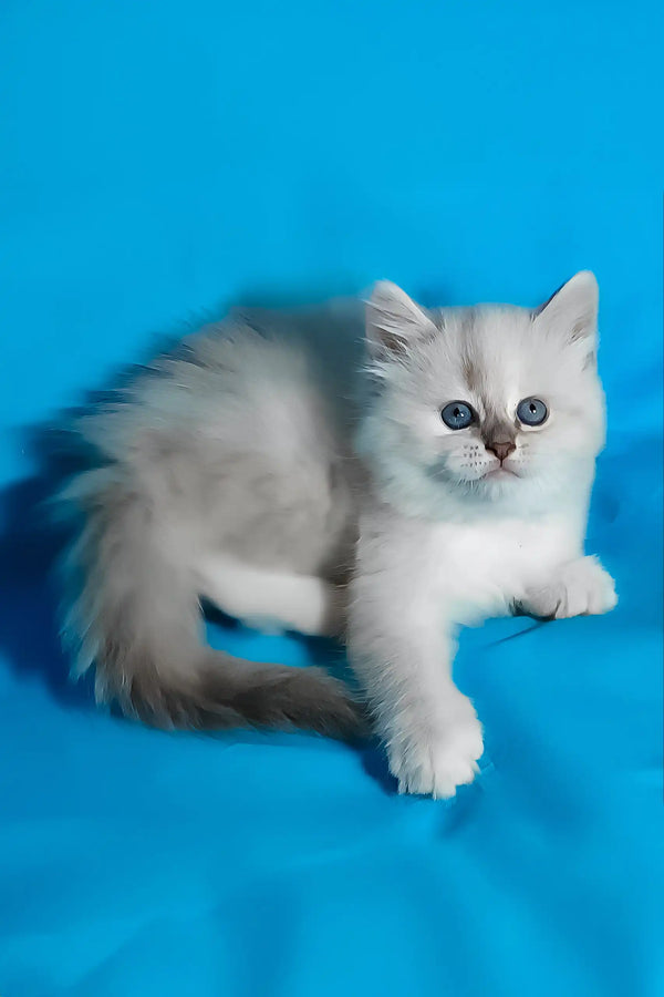 Vinona | siberian kitten