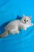 Vinona | siberian kitten