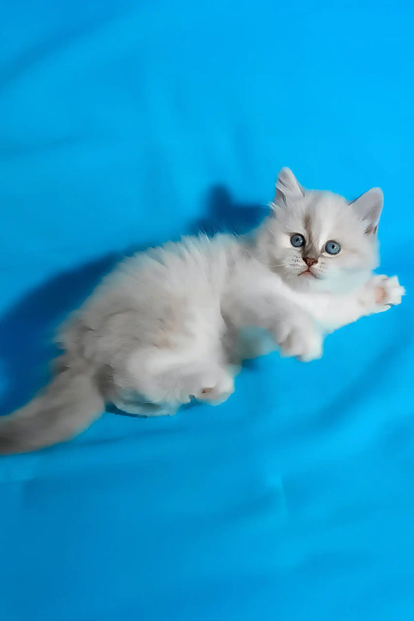 Vinona | siberian kitten