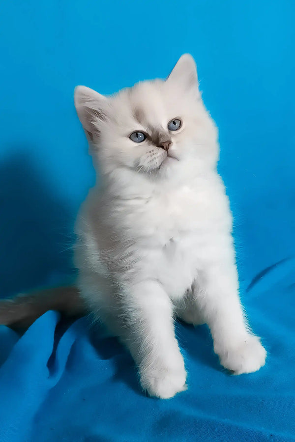 Vinona | siberian kitten