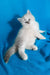 Vinona | siberian kitten