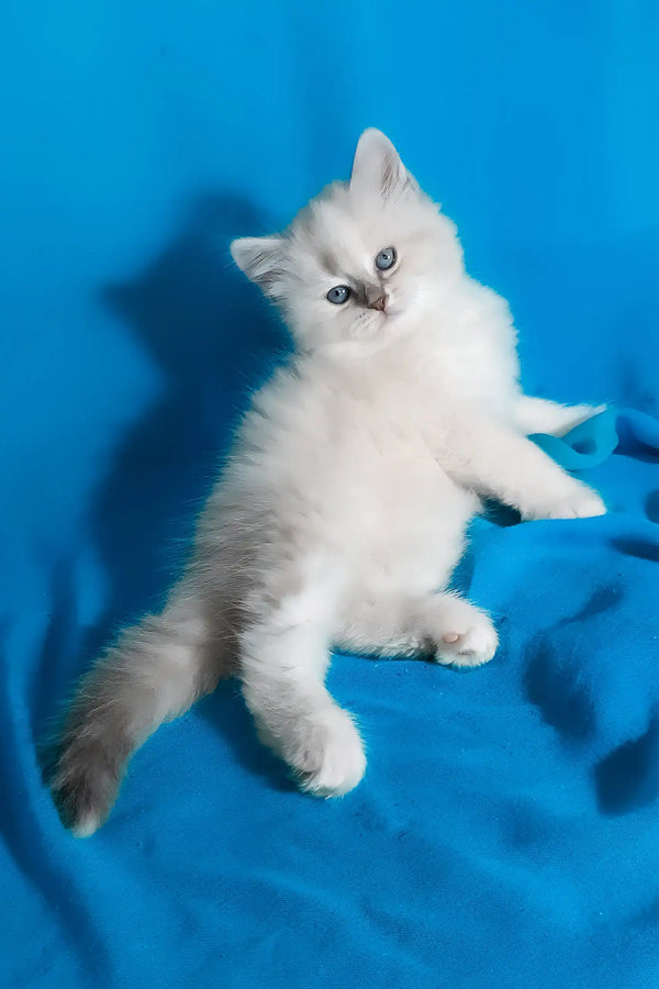 Vinona | siberian kitten