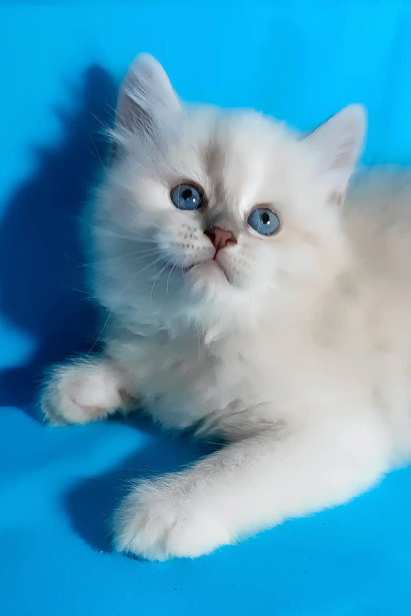 Vinona | siberian kitten