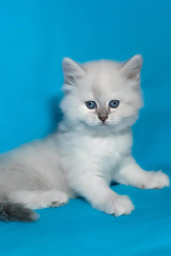 Vinona | siberian kitten