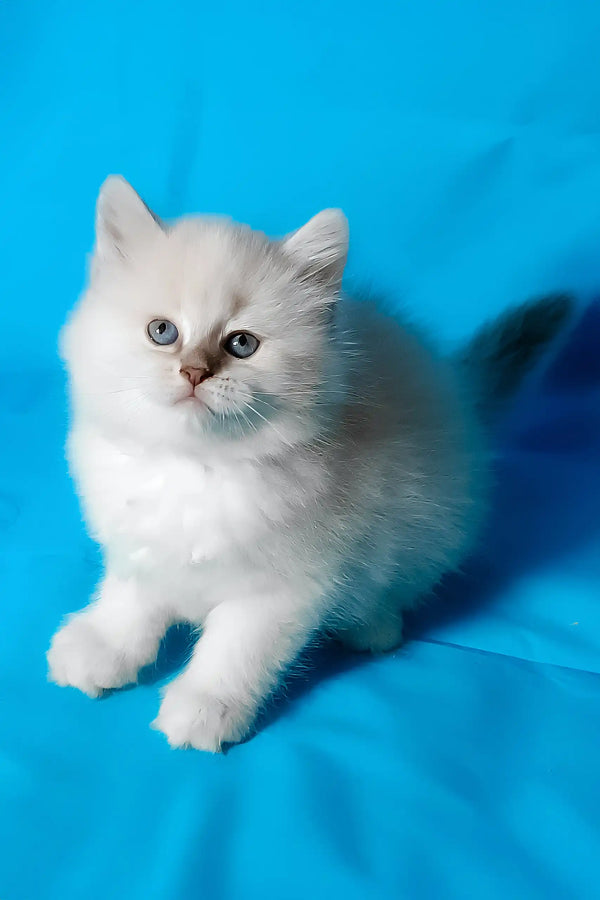 Vinona | siberian kitten