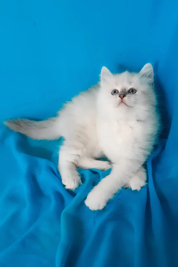 Vinona | siberian kitten
