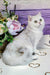 White cat with bright eyes beside a floral arrangement, showcasing a Scottish Straight Kitten