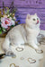 White cat with green eyes on heart-patterned surface, Vinsent the Scottish Straight Kitten