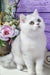 White fluffy Scottish Straight kitten with round eyes sitting upright, adorable and playful