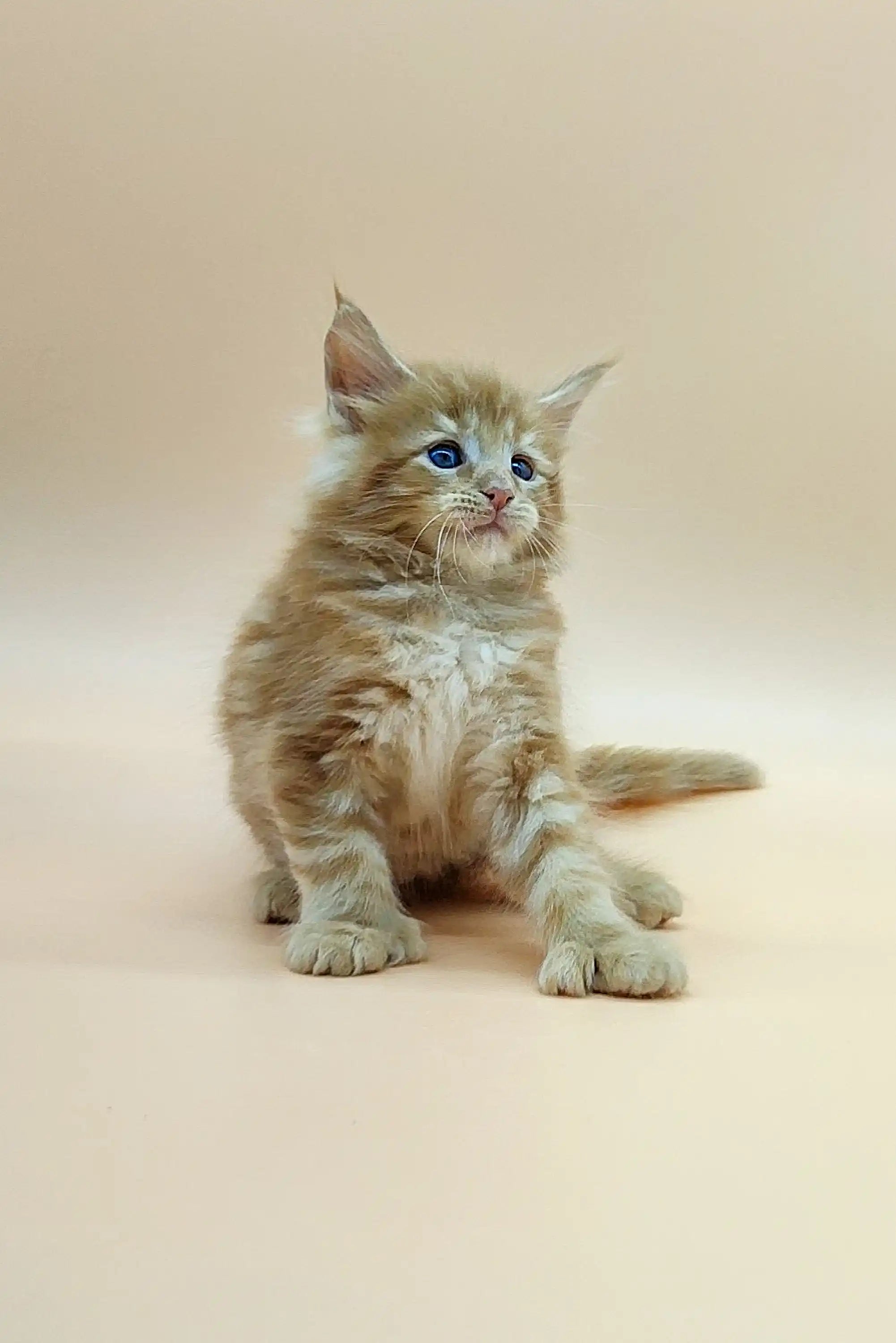 Maine Coon Kittens for Sale Vintage | Polydactyl