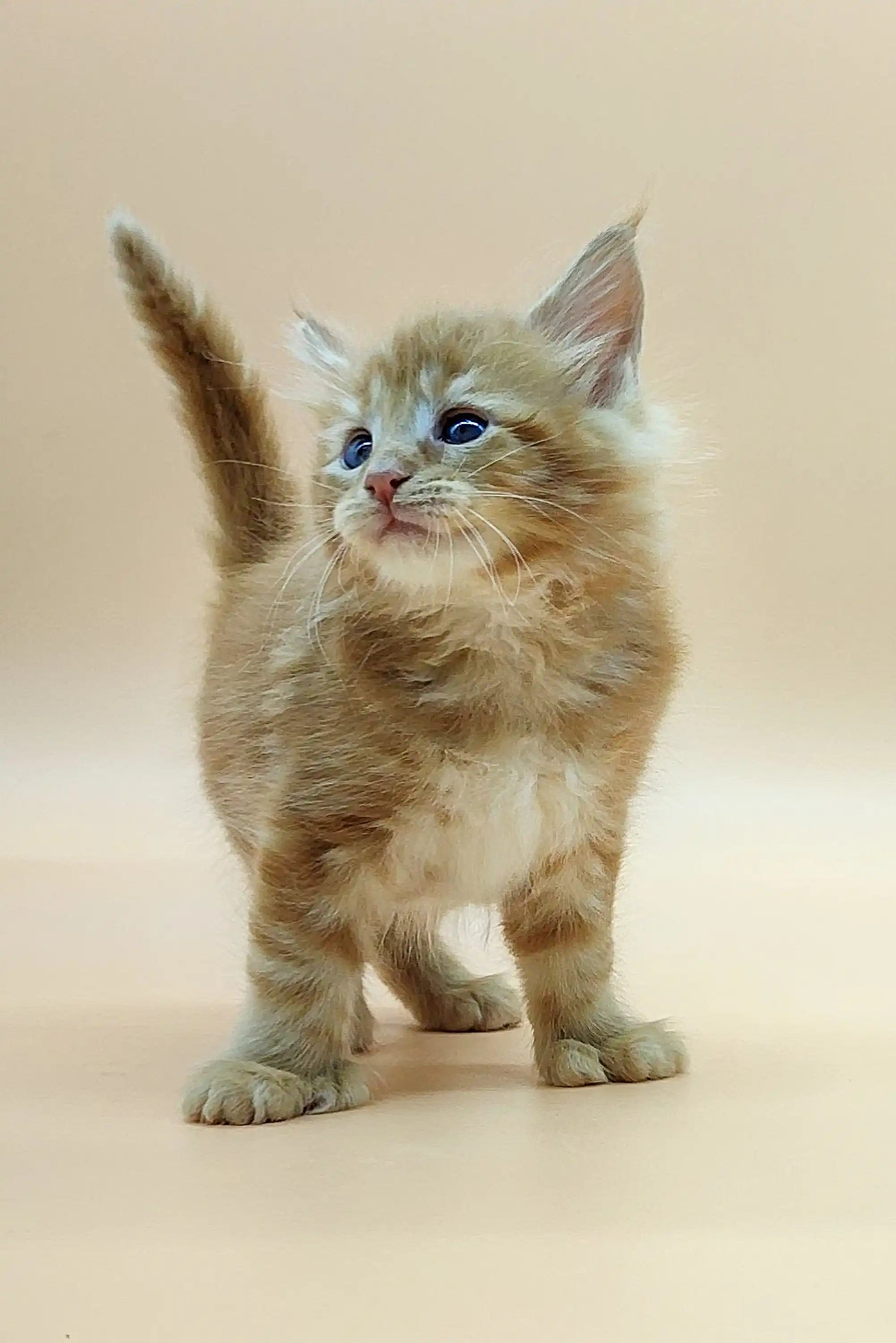 Maine Coon Kittens for Sale Vintage | Polydactyl