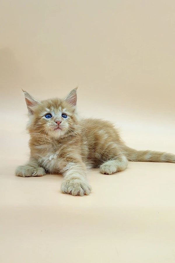 Fluffy beige Polydactyl Maine Coon kitten with blue eyes lounging on its side