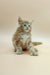 Fluffy blue-eyed Polydactyl Maine Coon kitten sitting upright, adorable vintage charm