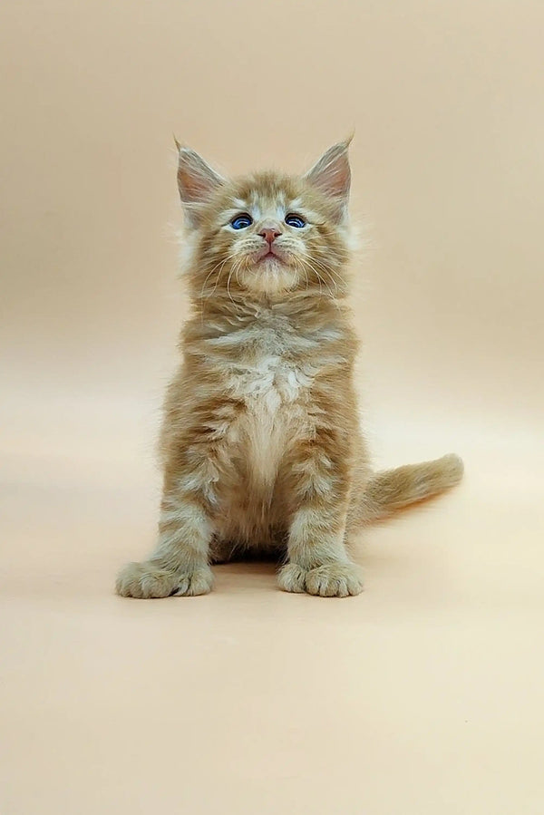 Fluffy blue-eyed Polydactyl Maine Coon kitten sitting up and looking cute