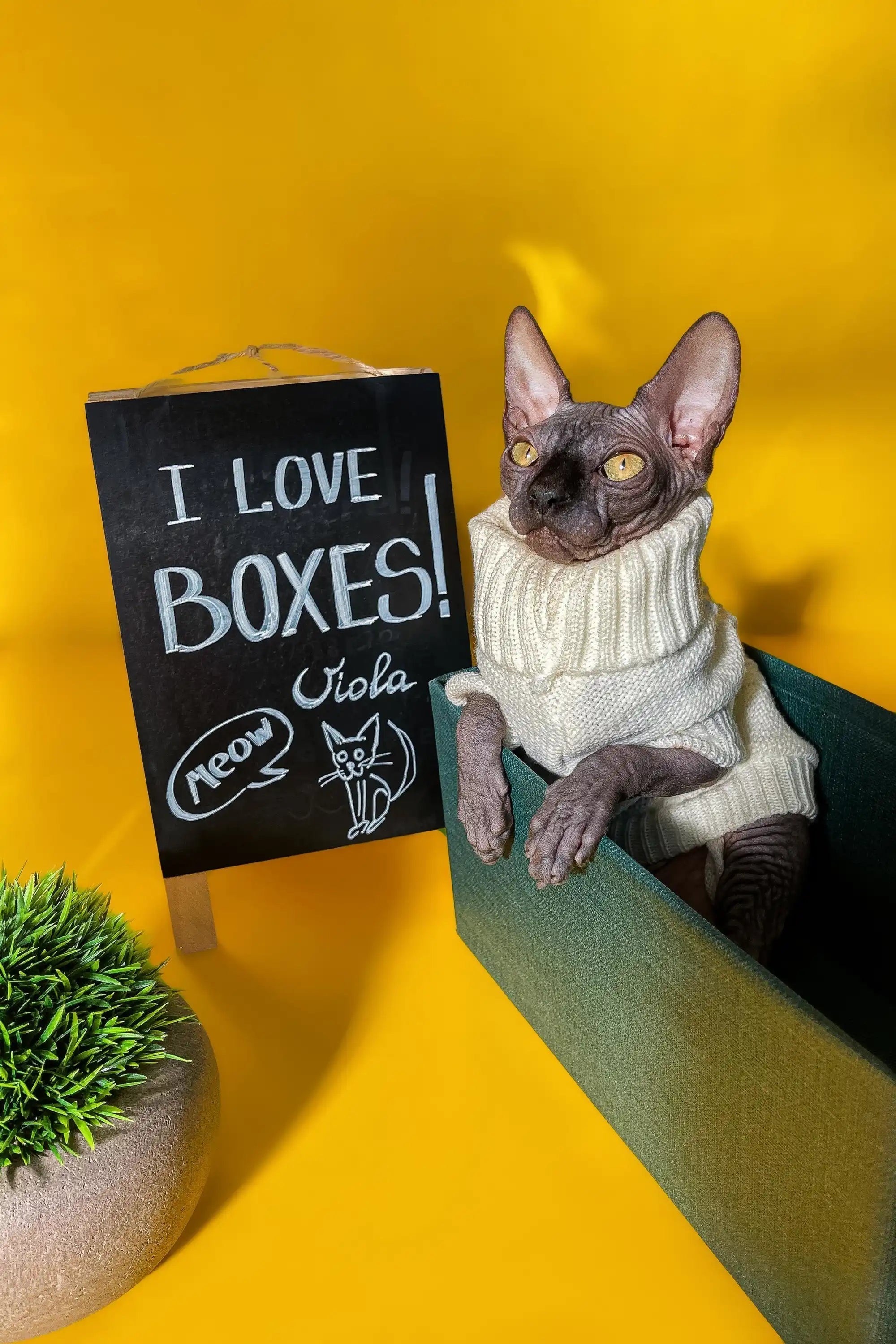 Hairless Sphynx Cats & Kittens for Sale Viola | Long