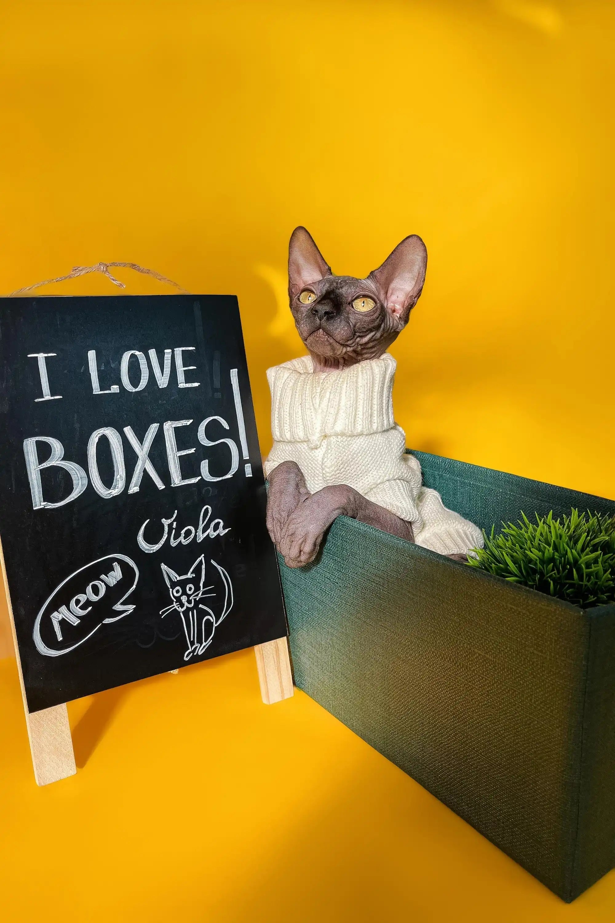 Hairless Sphynx Cats & Kittens for Sale Viola | Long