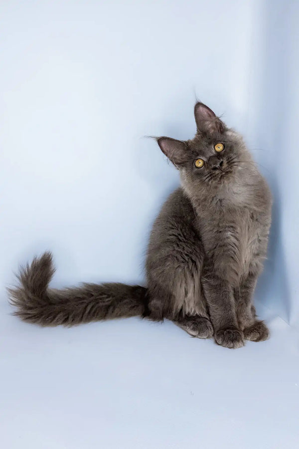 Viola | maine coon kitten