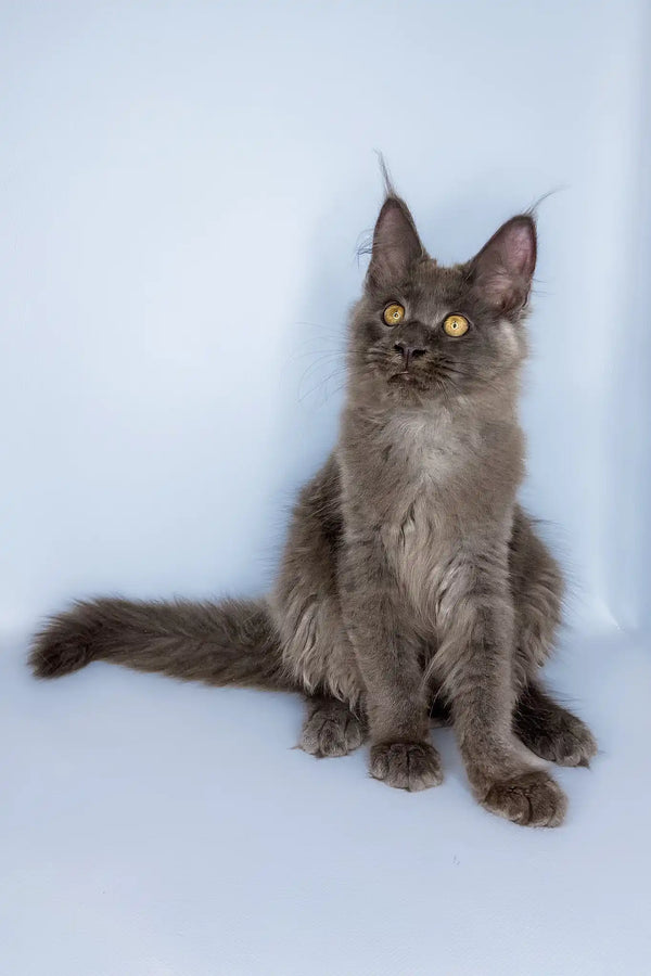 Viola | maine coon kitten